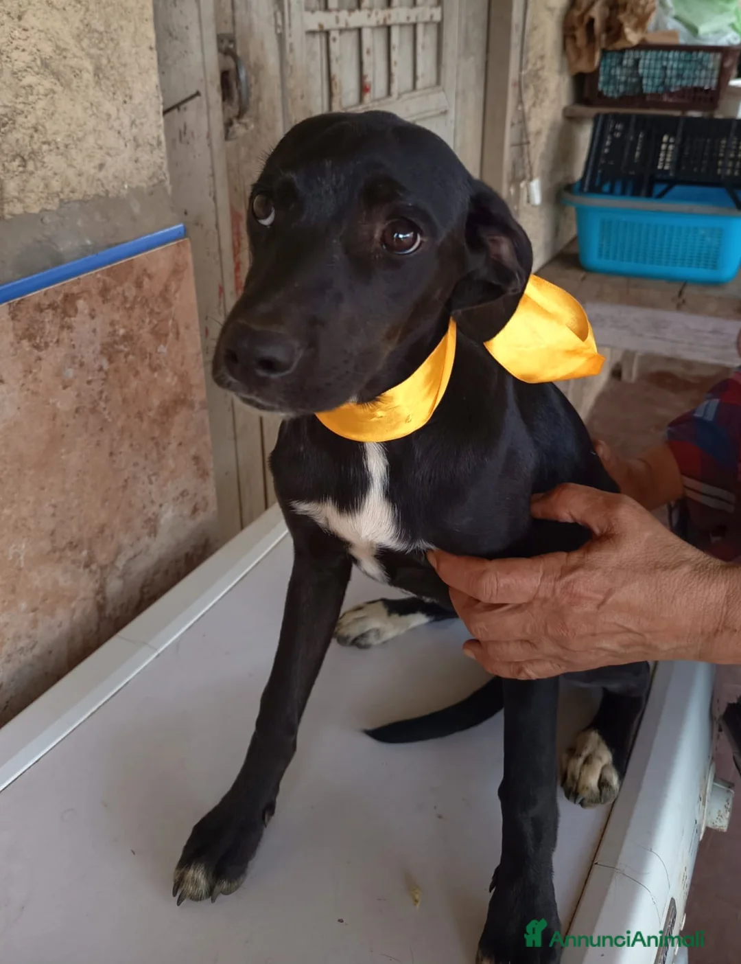 Meticcio cani in regalo: UNA MAMMA PER FIONA a Provincia di Varese - Annuncio 2