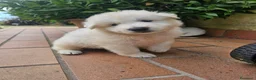 Pastore Svizzero cani in vendita: cucciolo pastore svizzero bianco a pelo lungo  - Annuncio 3