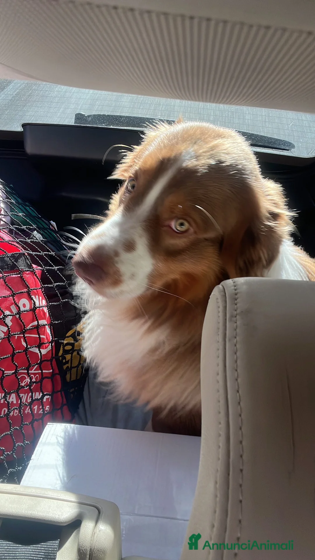 Australian Shepherd cani per accoppiamento: Maschio Pastore Australiano disponibile per monta - Annuncio 4