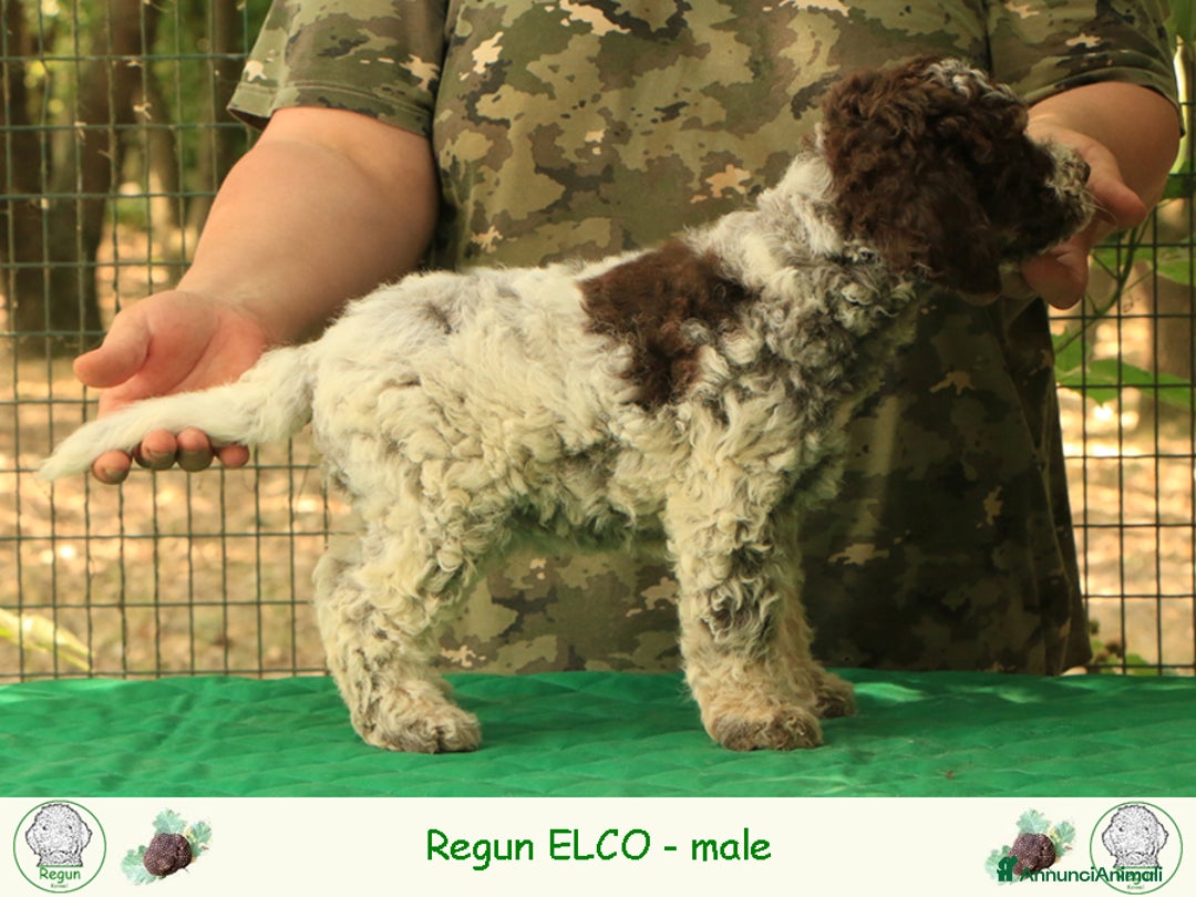 Lagotto cani in vendita: Lagotto romagnolo - cucciolo 2 a Provincia di Ravenna - Immagine 2