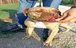 Pitbull cani in regalo: GRINO, strepitoso pit dal manto tigrato a Provincia di Latina - Immagine 3