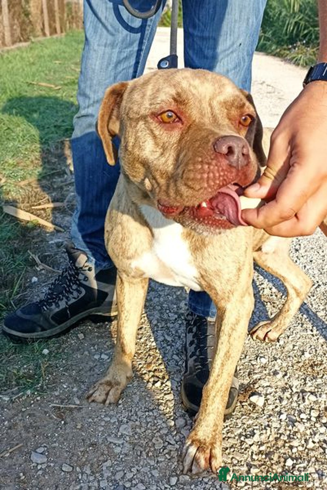 Pitbull cani in regalo: GRINO, strepitoso pit dal manto tigrato a Provincia di Latina - Immagine 3