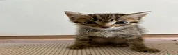 Meticcio gatti in regalo: Regalo gattini  a Provincia di Vibo Valentia - Annuncio 11
