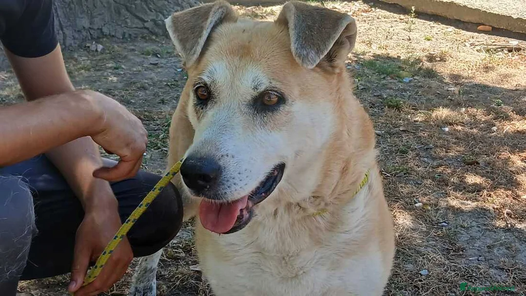 Meticcio cani in regalo: DEA CERCHIAMO IL MIRACOLO, IN ADOZIONE - Annuncio 2