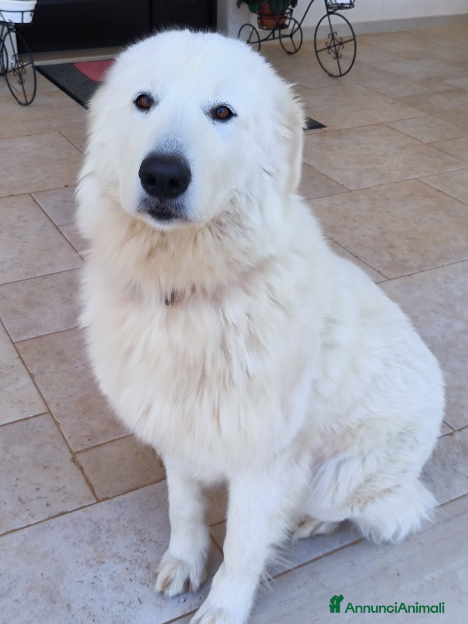 Pastore Abbruzzese Maremmano cani in vendita: Cucciolo di pastore maremmano abruzzese  a Città Metropolitana di Bari - Annuncio 9
