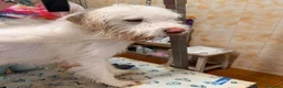 Meticcio cani in regalo: BUTTATO VIA DALLA SUA FAMIGLIA! a Città Metropolitana di Bologna - Annuncio 6