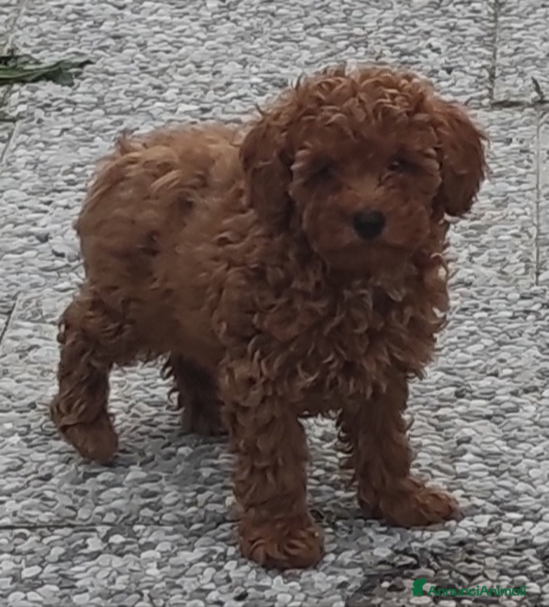 Immagine della galleria {{count}}