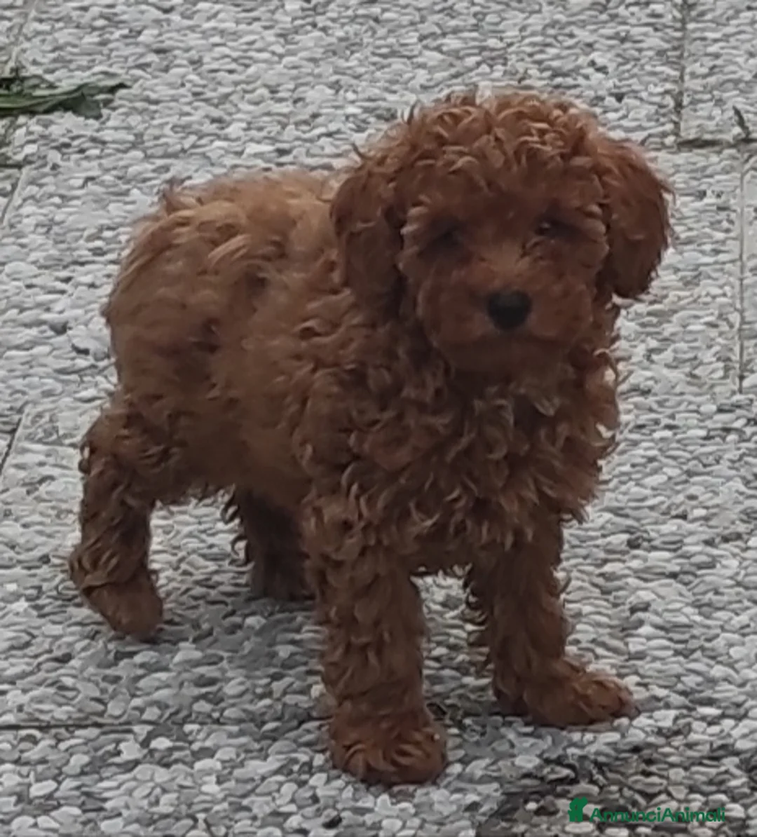 Immagine della galleria {{count}}