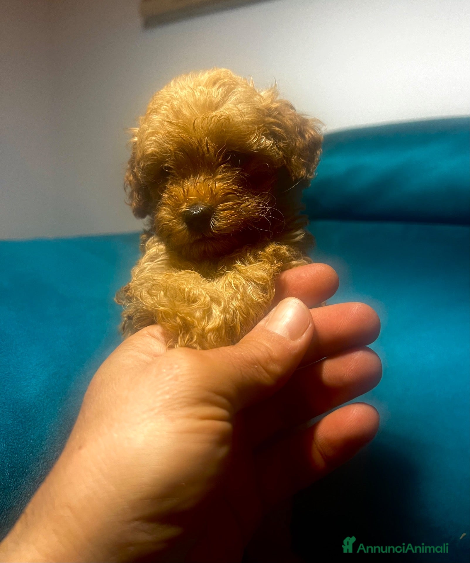 Barboncino Toy cani in vendita: Barboncini Toy Red - Annuncio 30