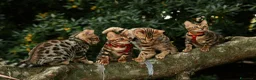 Bengala gatti in vendita: Cuccioli gattini bengale pronti - Annuncio 9