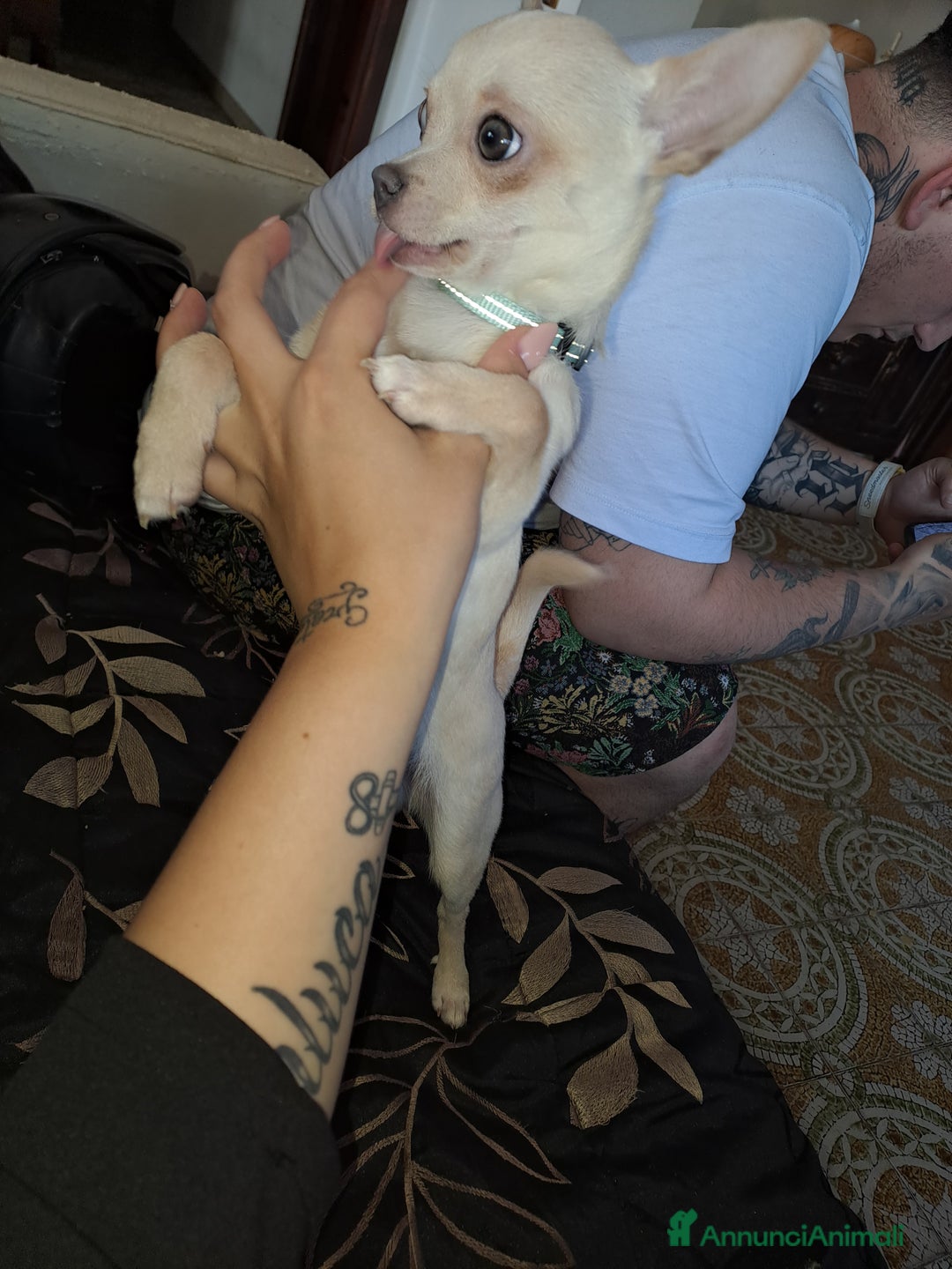 Chihuahua cani per accoppiamento: Chihuahua toy per monta 250€ - Annuncio 7