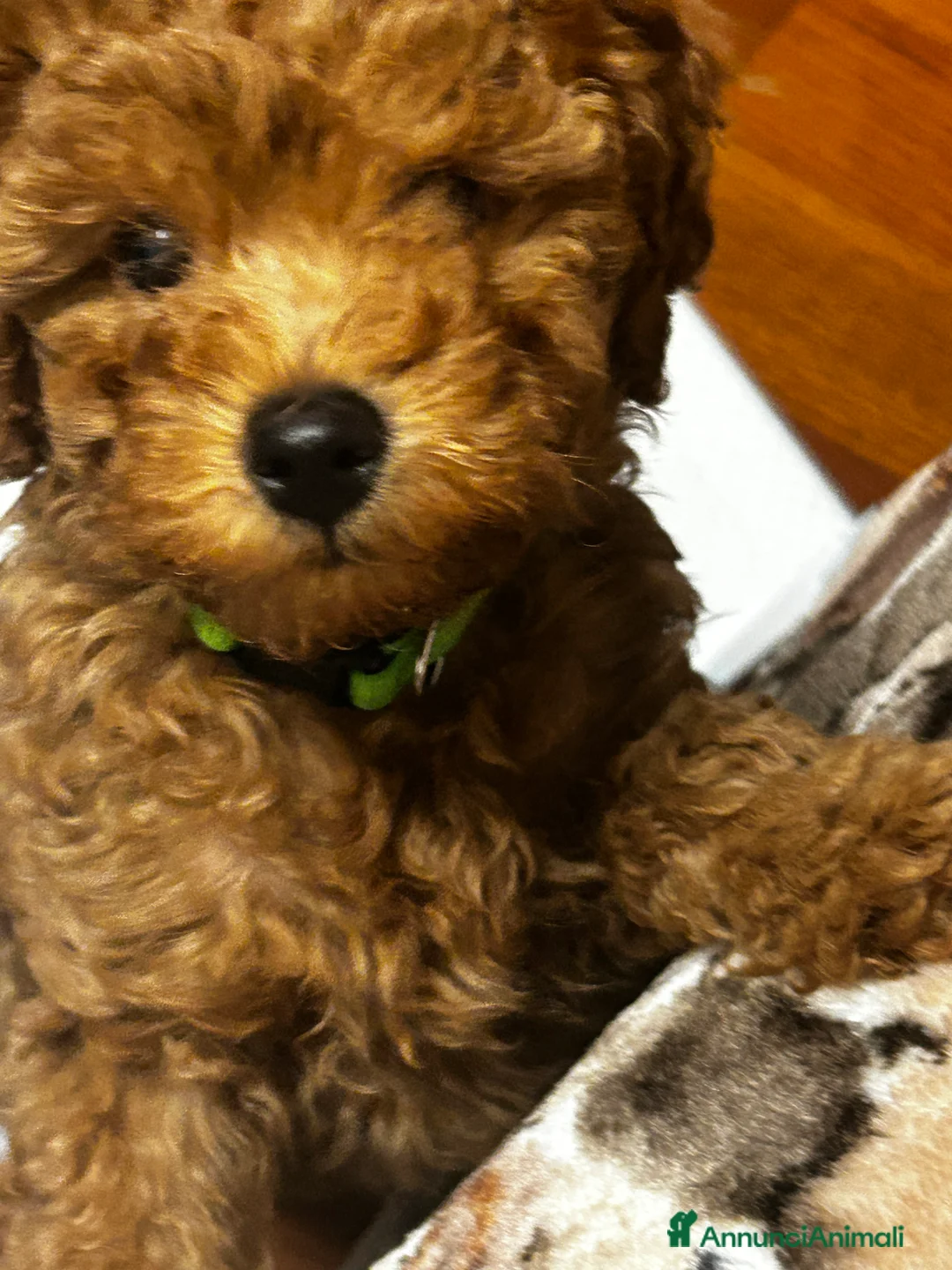 Barboncino cani in vendita: Barboncino nano  - Annuncio 11