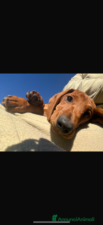 Bassotto cani - Annuncio 1