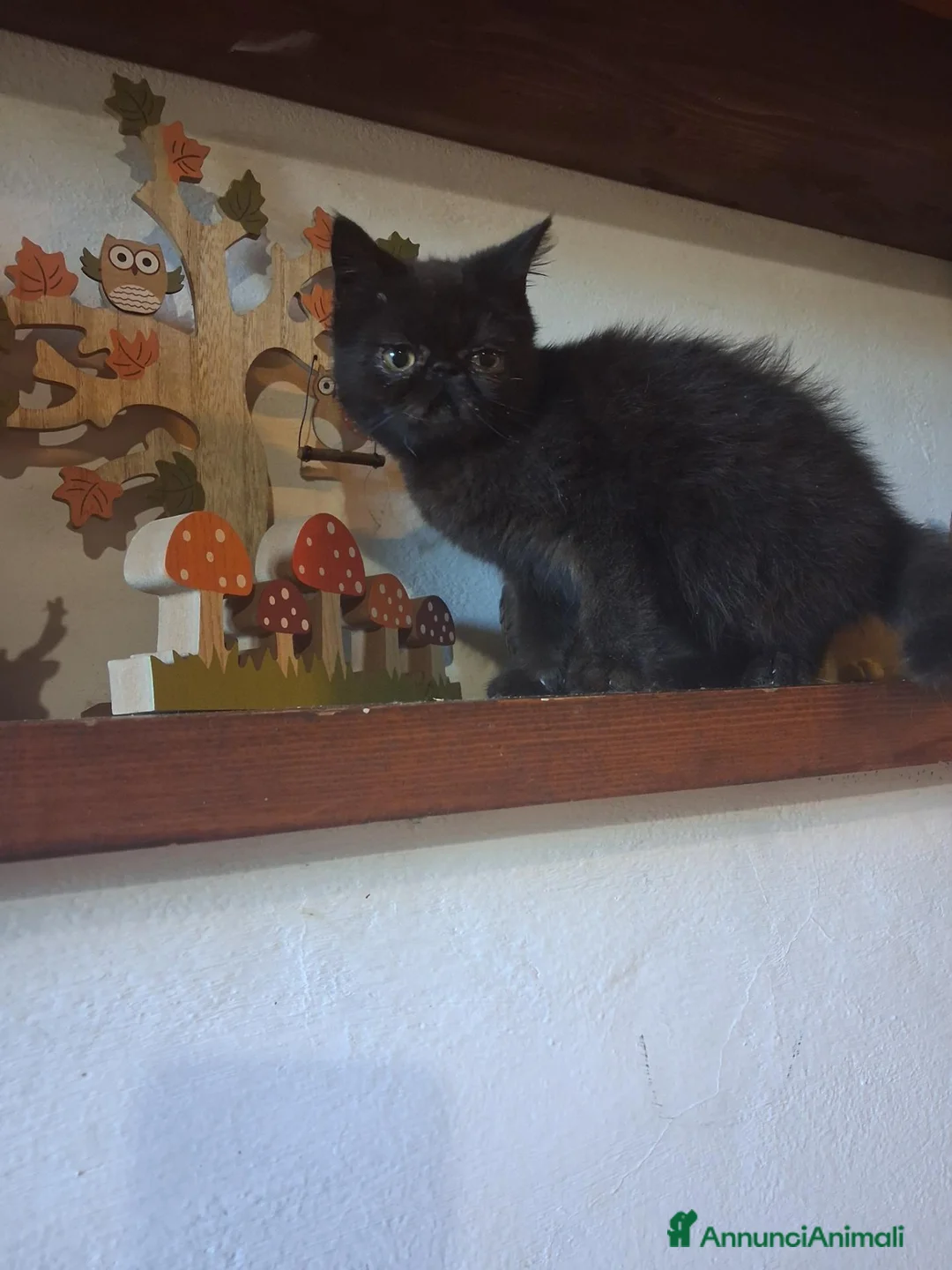 Persiano gatti in vendita: Cuccioli di persiano ed exotic shorthair - Annuncio 2
