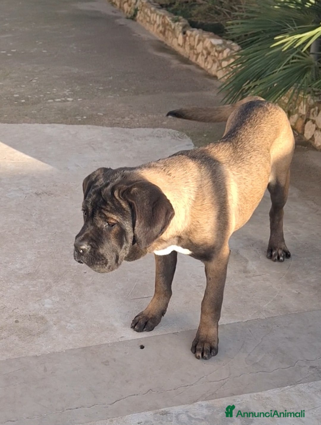 Cane Corso cani in vendita: Cane Corso - Annuncio 5