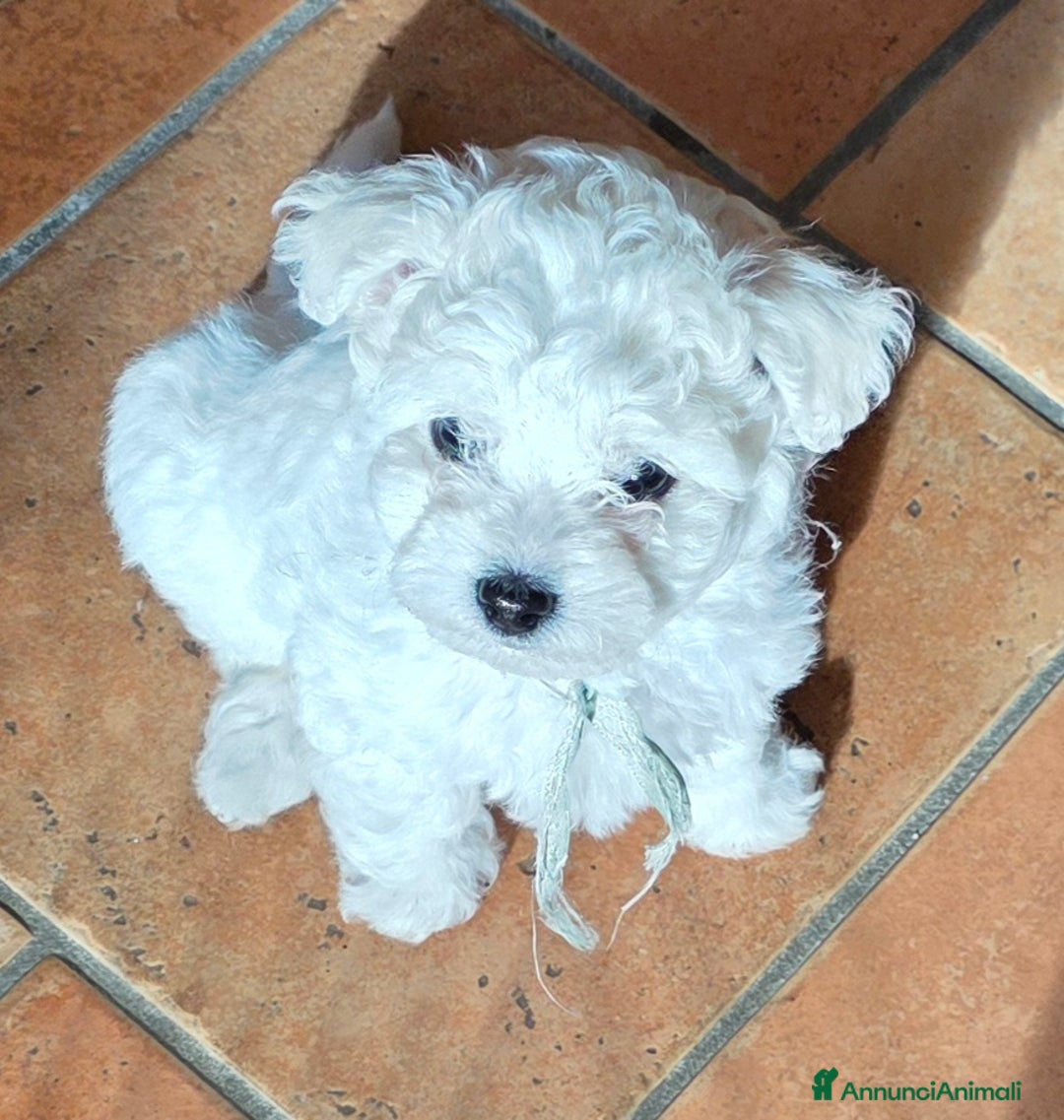Bichon cani in vendita: Cucciole di bichon frisè  - Annuncio 3