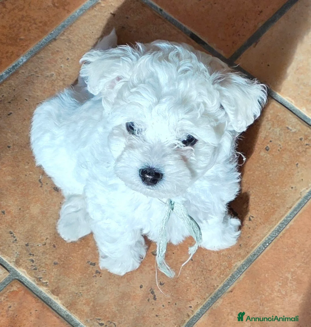 Bichon cani in vendita: Cucciole di bichon frisè  - Annuncio 3