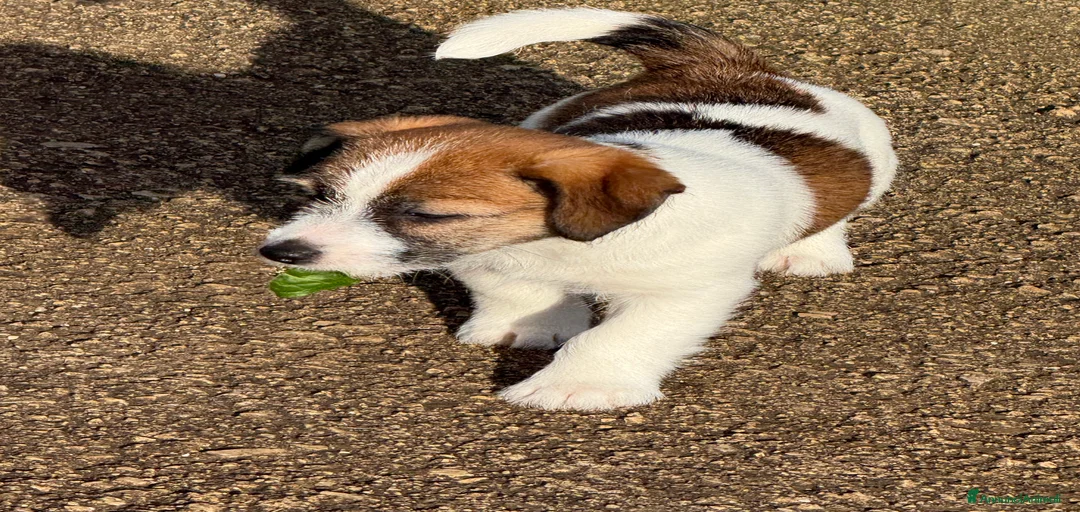 Immagine della galleria {{count}}