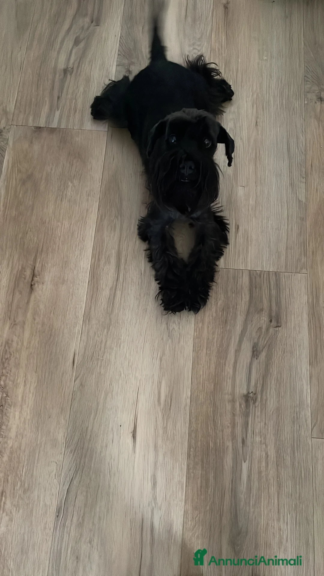 Mini Schnauzer cani per accoppiamento: Cerco fidanzato  a Provincia di Vicenza - Annuncio 2