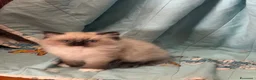 Ragdoll gatti in vendita: Cuccioli di razza Ragdoll a Città Metropolitana di Bologna - Annuncio 6