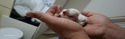 Chihuahua cani in vendita: Cuccioli di chiwuawua  - Annuncio 4
