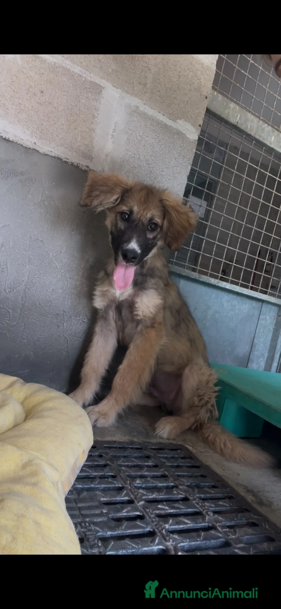 Meticcio cani in regalo: Tito  a Provincia di Padova - Annuncio 4