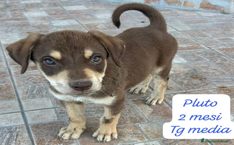 Meticcio cani a Provincia di Pistoia - Annuncio 5