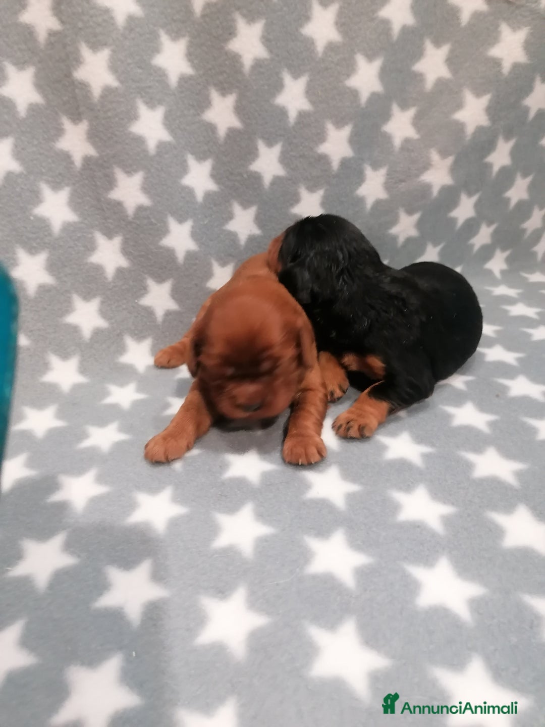 Cavalier King cani in vendita: Cavalier King Charles Spaniel cuccioli - Annuncio 2