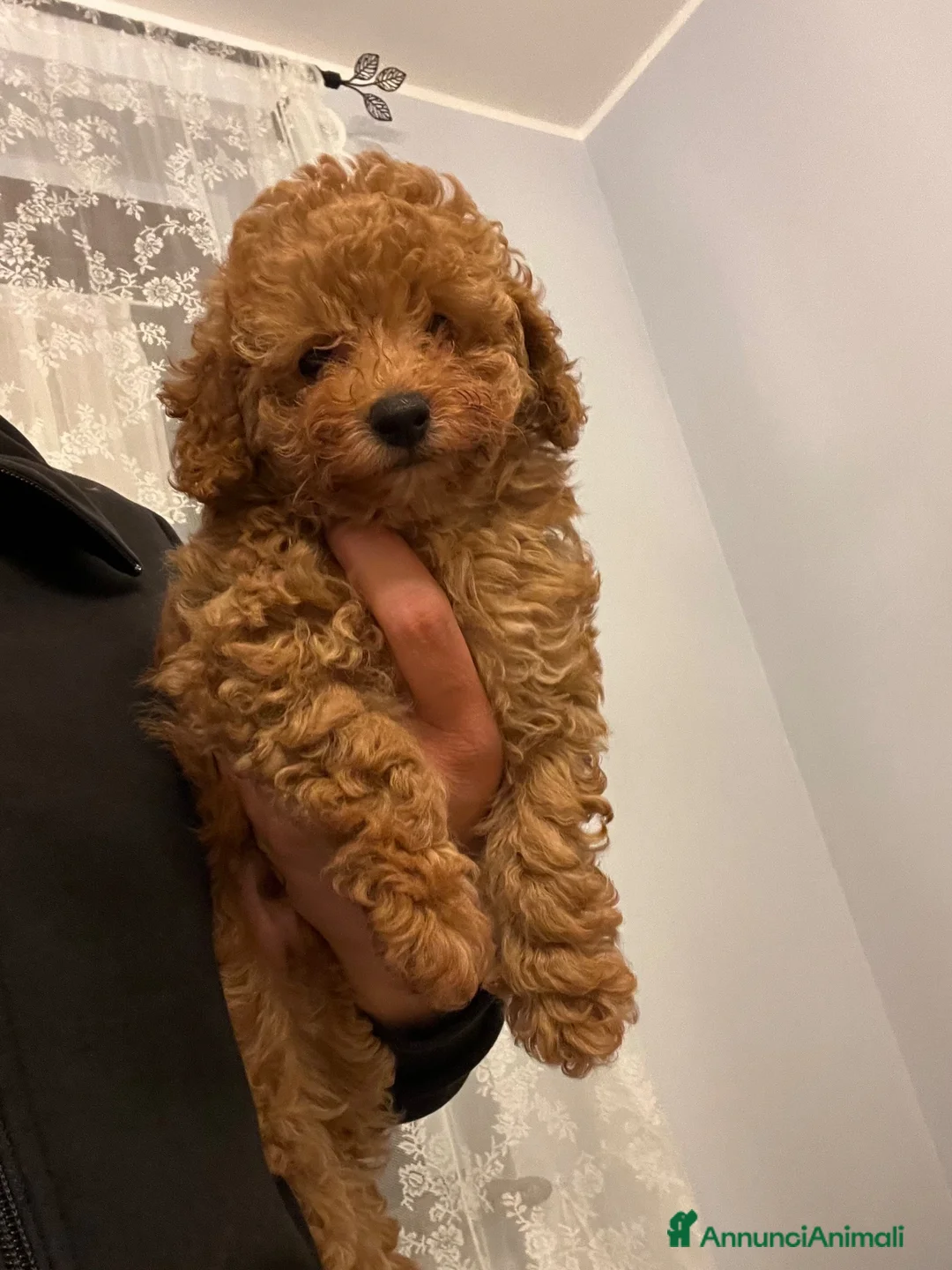 Barboncino Toy cani in vendita: Barboncino Toy fulvo cucciolo a Provincia di Bergamo - Annuncio 2