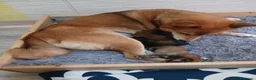 Shiba Inu cani in vendita: Cuccioli shiba inu con pedigree ENCI  - Annuncio 5
