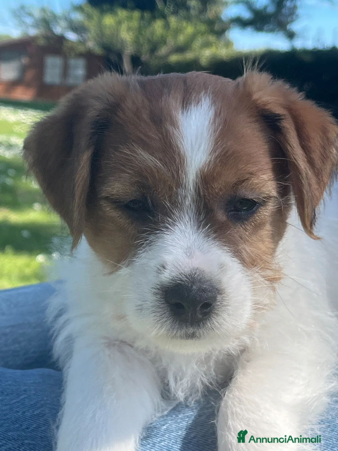 Jack Russell cani in vendita: Jack Russell maschio pelo ruvido cucciolo - Annuncio 1