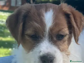 Jack Russell cani Jack Russell maschio pelo ruvido cucciolo - Annuncio 1