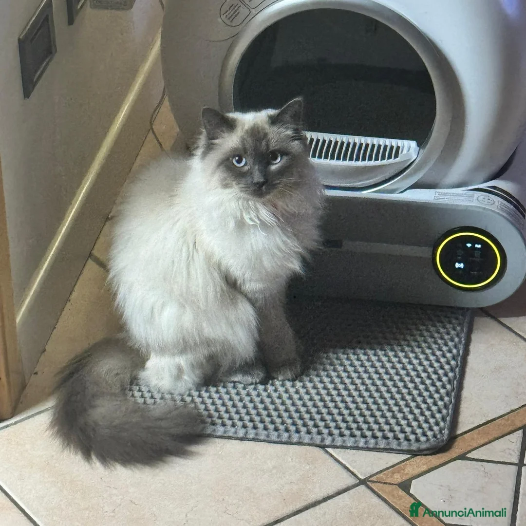 Ragdoll gatti per accoppiamento: Femmina Ragdoll blue point cerca maschio per acco. a Provincia autonoma di Trento - Annuncio 2