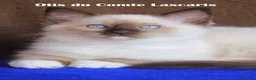 Ragdoll gatti in vendita: Oliver dolcissimo cucciolo da compagnia a Provincia di Imperia - Annuncio 3