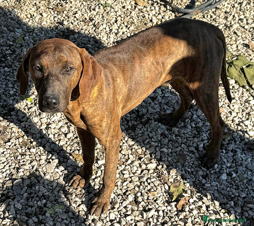 Segugio Maremmano cani in regalo: Sansone 6 mesi taglia media  - Annuncio 2