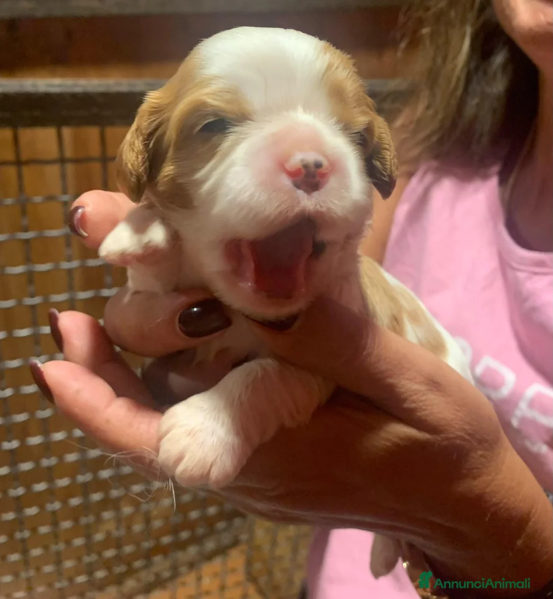 Cavalier King cani in vendita: Cuccioli di Cavalier King con Affisso ENCI  - Annuncio 2