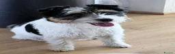 Jack Russell cani in vendita: Maschio pelo ruvido  - Annuncio 2