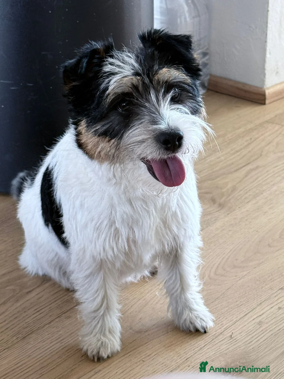 Jack Russell cani in vendita: Maschio pelo ruvido  - Annuncio 2