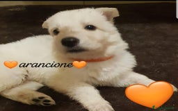 Pastore Svizzero cani in vendita: Cuccioli pastore svizzero bianco  a Province of Brescia - Immagine 6