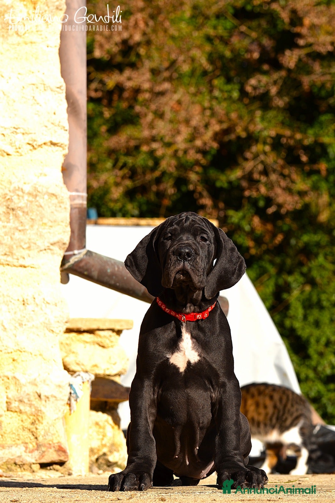 Alano cani Alano femmina nera - Annuncio 1