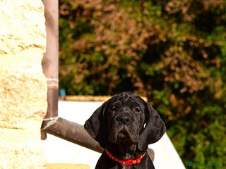 Alano cani Alano femmina nera - Annuncio 1