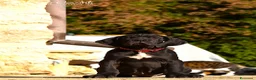 Alano cani in vendita: Alano femmina nera - Annuncio 1