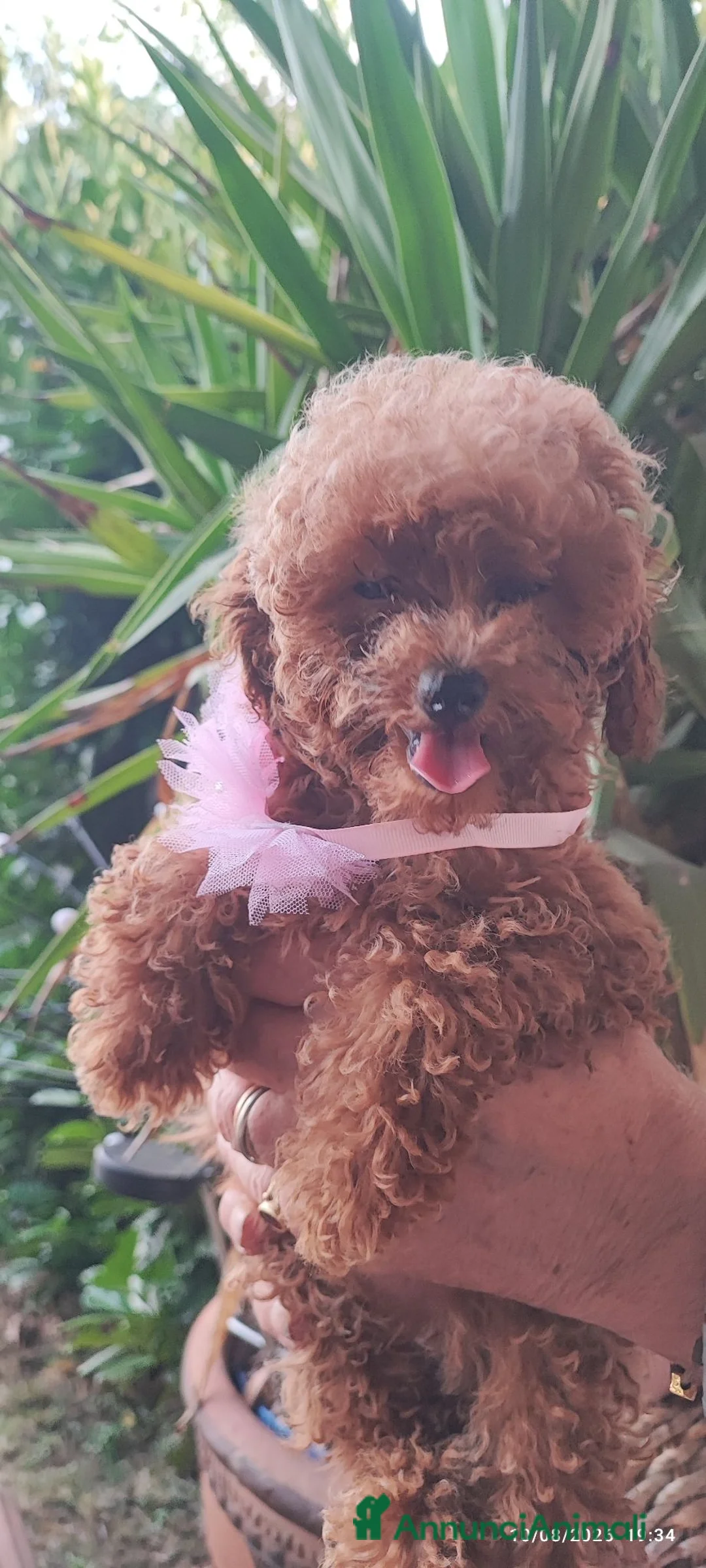 Barboncino Toy cani in vendita: Barboncini mini Toy -toy  a Città metropolitana di Milano - Annuncio 2