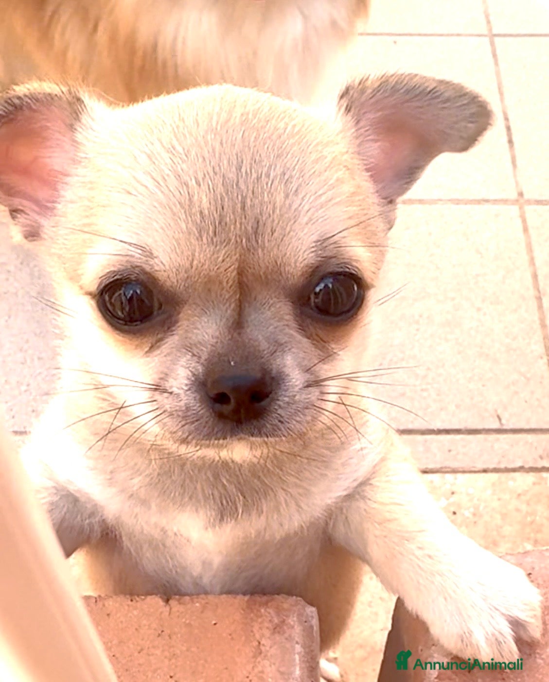 Chihuahua cani Cucciola di chihuahua pelo corto pedigree ENCI  - Annuncio 1