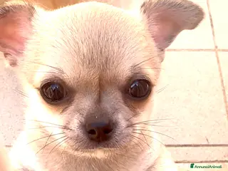 Chihuahua cani Cucciola di chihuahua pelo corto pedigree ENCI - Annuncio 3