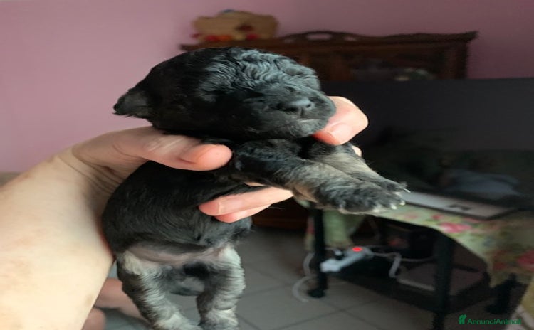 Barboncino cani a Provincia di Trieste - Annuncio 2