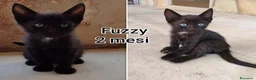 Altre razze gatti in regalo: GATTINI BISOGNOSI IN ADOZIONE  a Città Metropolitana di Bologna - Annuncio 8