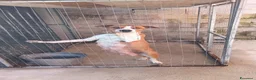 American Staffordshire cani in vendita: American Staffordshire terrier a Provincia di Benevento - Annuncio 20