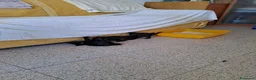 Meticcio gatti in regalo: Tre splendidi gattini neri in regalo a Provincia di Modena - Annuncio 10