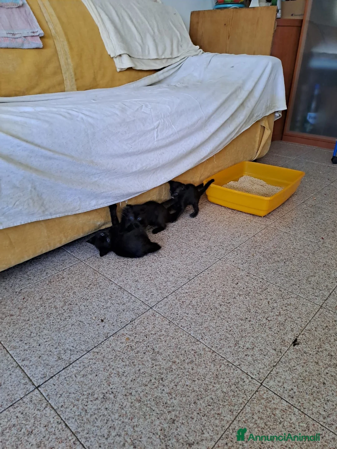 Meticcio gatti in regalo: Tre splendidi gattini neri in regalo a Provincia di Modena - Annuncio 10